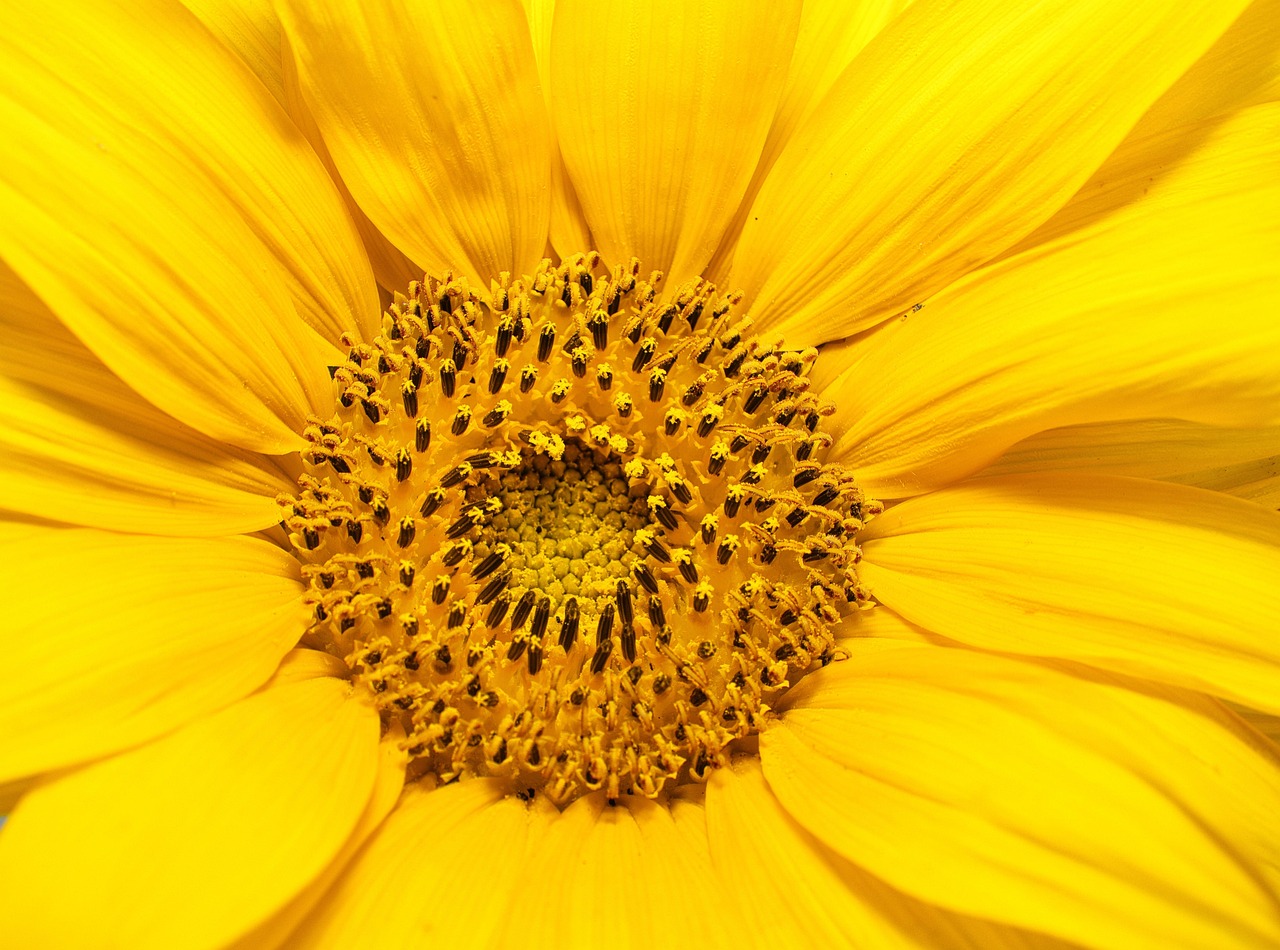 Sunflower-husk pellets for industrial heat energy